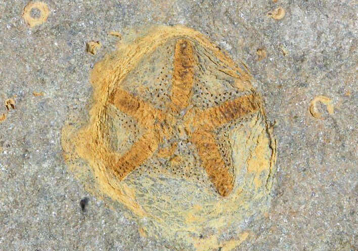 Ordovician Edrioasteroid (Spinadiscus) Fossil - Morocco #46458